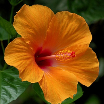 Hibiscus Orange Plant - Jaswand, Gudhal